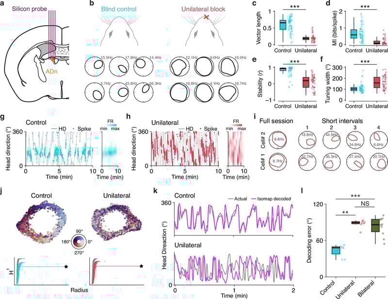 Stereo olfaction underlies stable coding of head direction in blind mice 