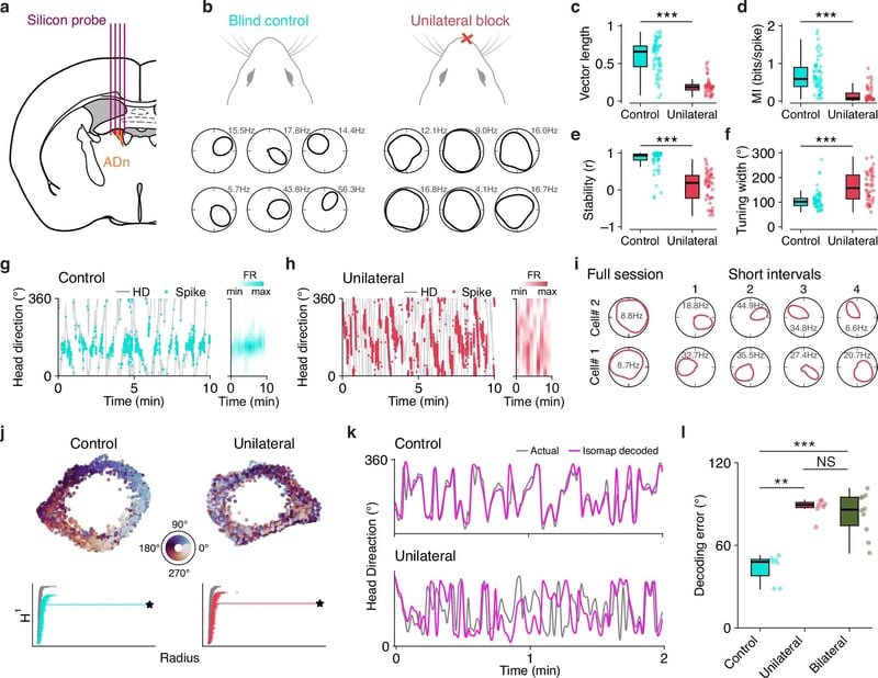 Stereo olfaction underlies stable coding of head direction in blind mice