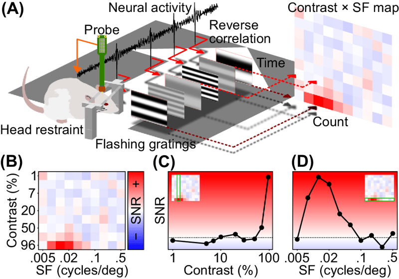 Perceptual visual acuity declines with age in a rat model of retinitis pigmentosa while light perception is maintained 